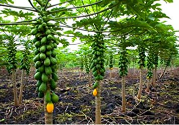 Organic Papaya Plant, Packaging Type : PP Bag