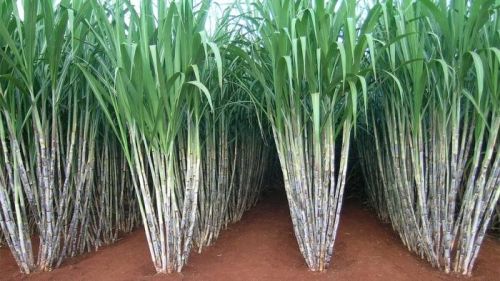 Sugar Cane