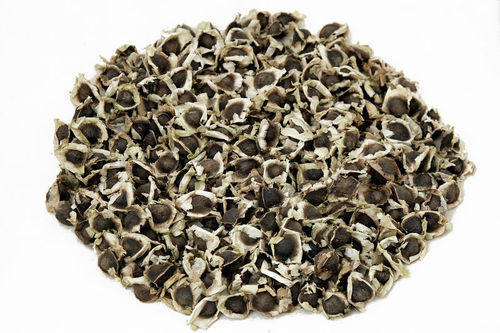 MORINGA OLEIFERA SEEDS