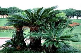 Cycas Revoluta Plants