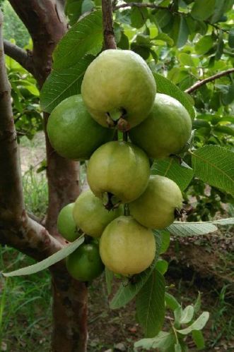 Guava Plants, Variety : HISAR SAFEDA GUVAVA