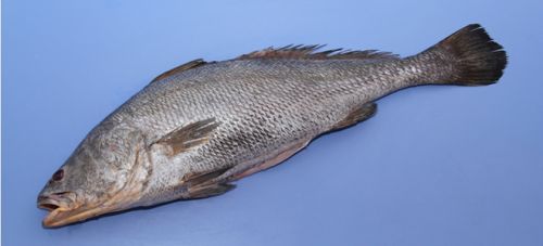 Fresh Ghol Fish, Packaging Type : Bulk