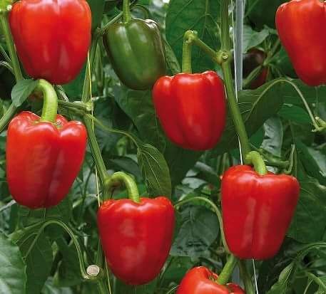 Organic Fresh Capsicum, Color : Red