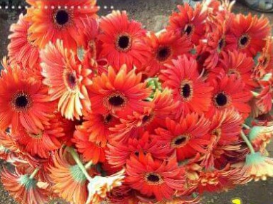 Gerbera Flower