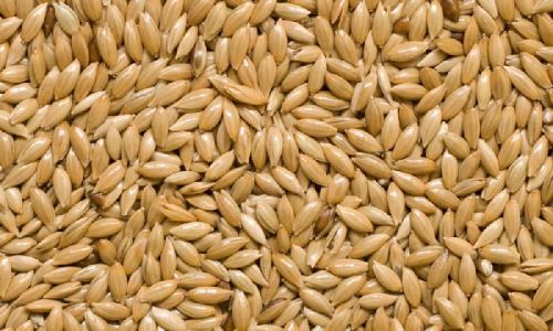 Canary Seed
