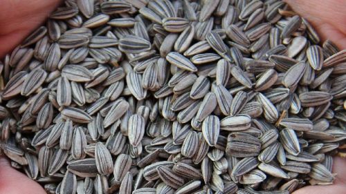 Sunflower seed, Application : Medicinal, Food, Cooking
