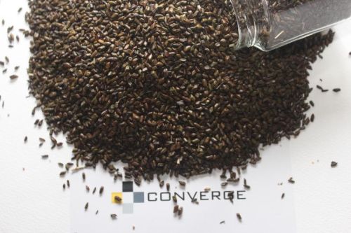 Cassia Tora Seeds, Packaging Type : Dark Brown