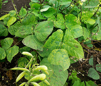 Cereals Yellow Mosaic Virus