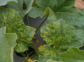 Melons Yellow Mosaic Virus