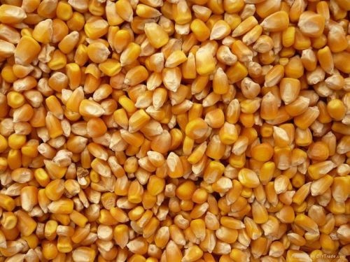 Cattle Feed Maize, Packaging Type : Bulk