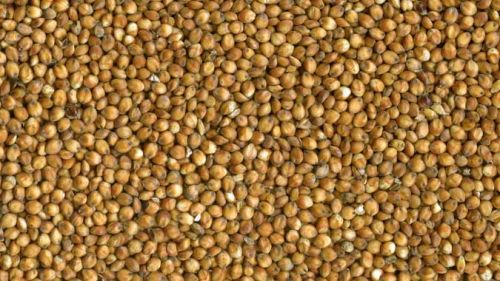 Cattle Feed Sorghum, Packaging Type : Bulk