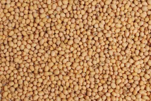 Sorghum Seeds, Packaging Type : Bulk