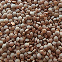 Lentil (masoor)