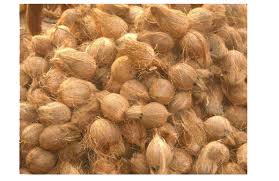 Semi Husked Coconuts, Color : Export Brown Color