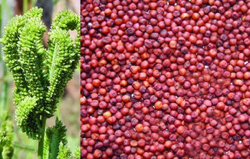 Finger Millet