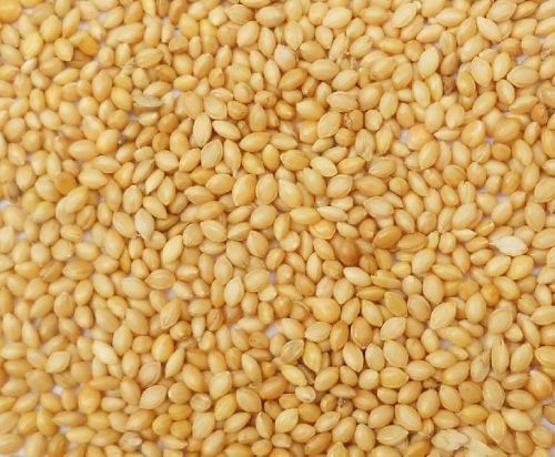 Foxtail Millet Grain