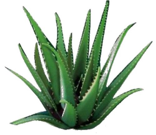 Aloe Vera Plants