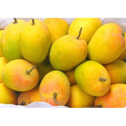 Organic Fresh Alphonso Mango