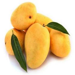 Organic Fresh Badami Mango, For Jams Etc.