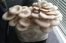 Oyster Mushroom, Shelf Life : 3 Months