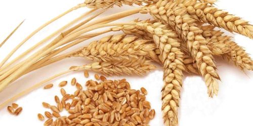 Wheat seeds, Feature : Purity, Non Harmul, Healthy