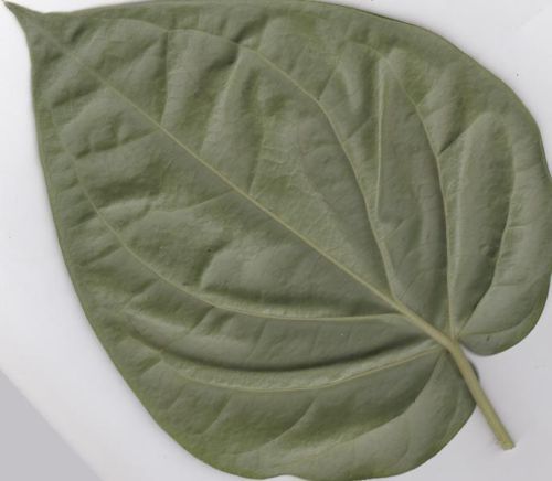 Betel Leaves ( Bangla Paan)