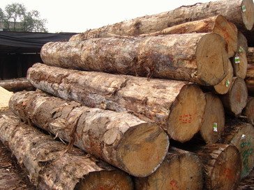 Eucalyptus Wood Log, Shape : Round