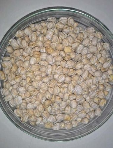 White Chickpeas, Packaging Type : Bulk