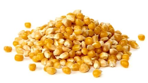 Mantra Food Yellow Maize Seeds, Style : Dried