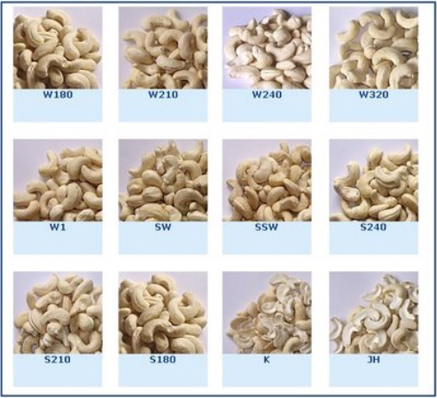 Processed Cashew Nuts