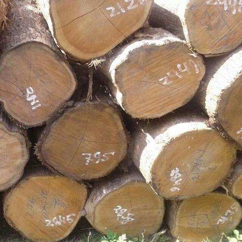 Teak Wood Logs