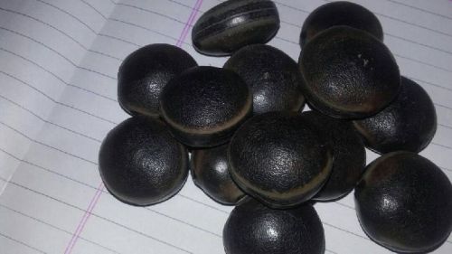 Natural Ojitra Seeds, For Agriculture, Medicinal, Purity : 99.9%