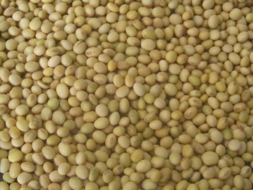 Soybean Seeds