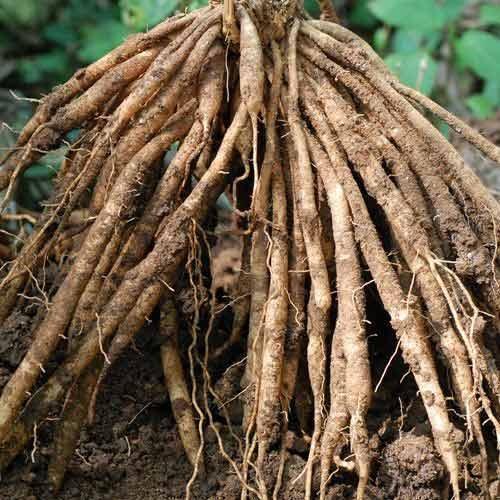 Valeriana Wallichii Root, Packaging Type : Plastic, Gunny Bags, Boxes