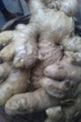 Ginger, Brand Name : dg, Packaging Type : milk