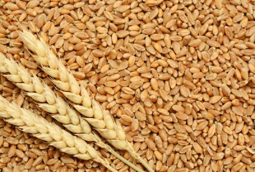 Wheat, Packaging Type : BULK, BAG, CONTAINERIZED