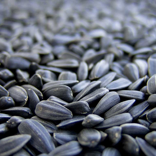 Sunflower seed, Usage/Application : Snacking