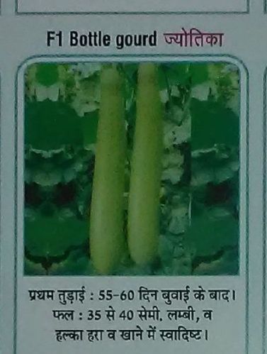 F1 Joytika Fresh Bottle Gourd