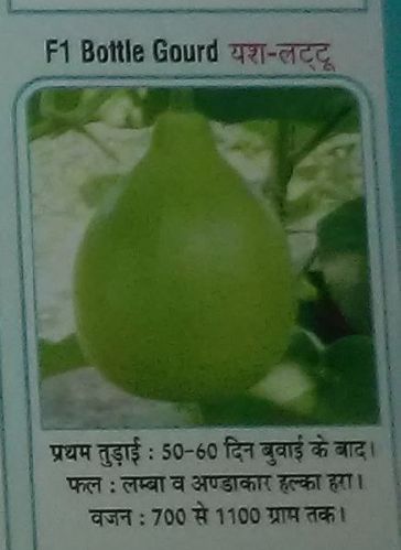 F1 Yash-Lattoo Fresh Bottle Gourd