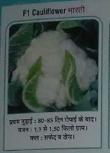 Organic F1 Bharti Fresh Cauliflower