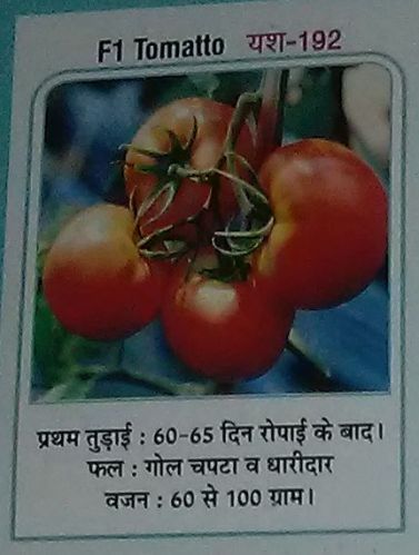 Organic F1 Yash-192 Fresh Tomato