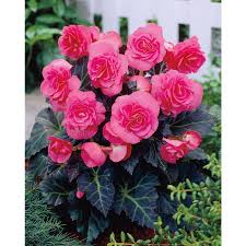 Begonia Tuberous Flower Bulbs