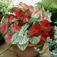 Caladium Flower Bulbs