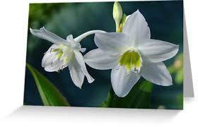 Eucharis Lily Flower Bulbs