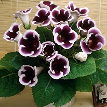 Gloxinia Flower Bulbs