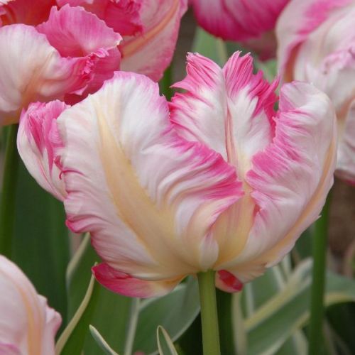 Tulip Flaming Parrot Flower Bulbs