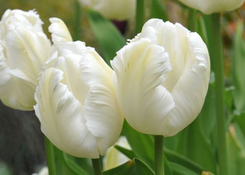 Tulip White Parrot Flower Bulbs