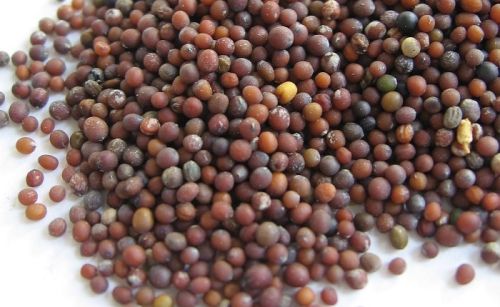 Blueleafexim Mustard Seeds, Packaging Type : 10 Kg