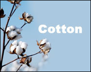 Cotton