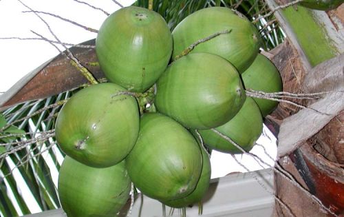 Tender coconut